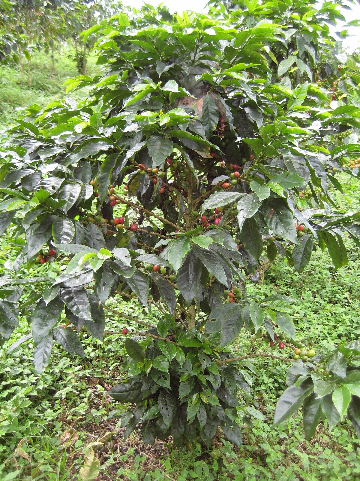 Un cafeto cargado de cerezas rojas y verdes en una ladera