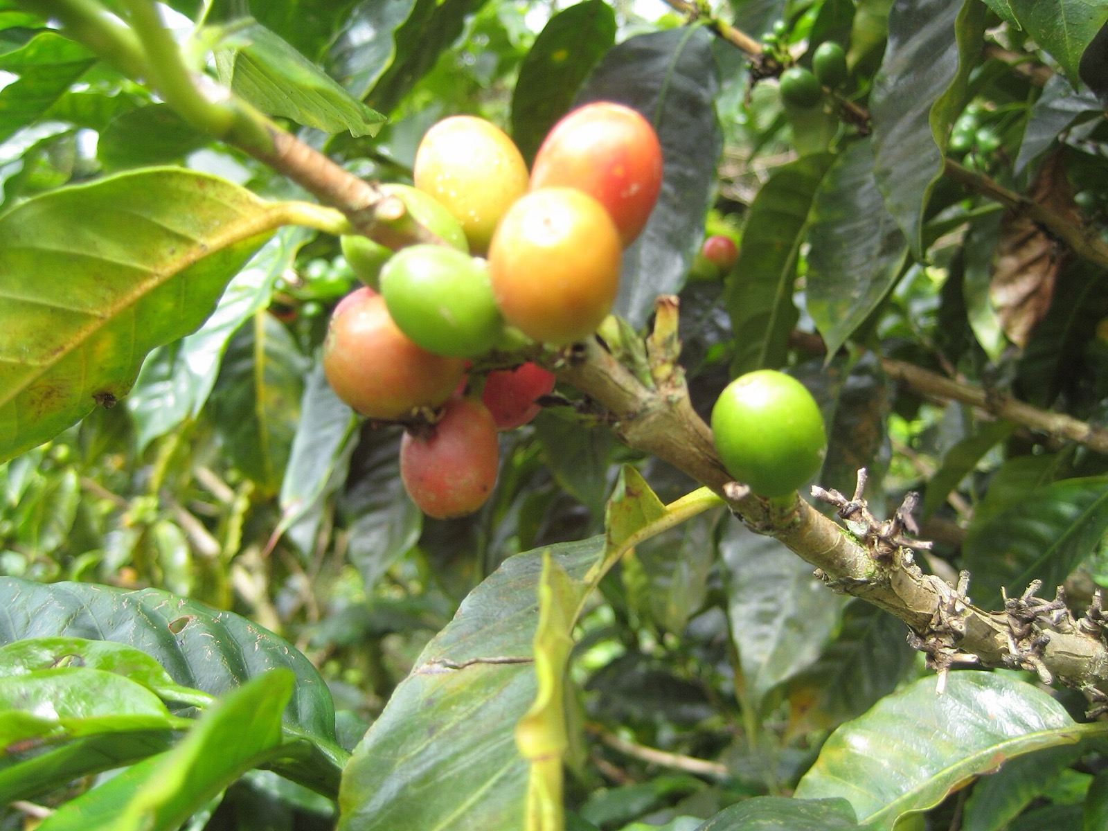 Cerezas de café en distintos grados de madurez sobre una rama