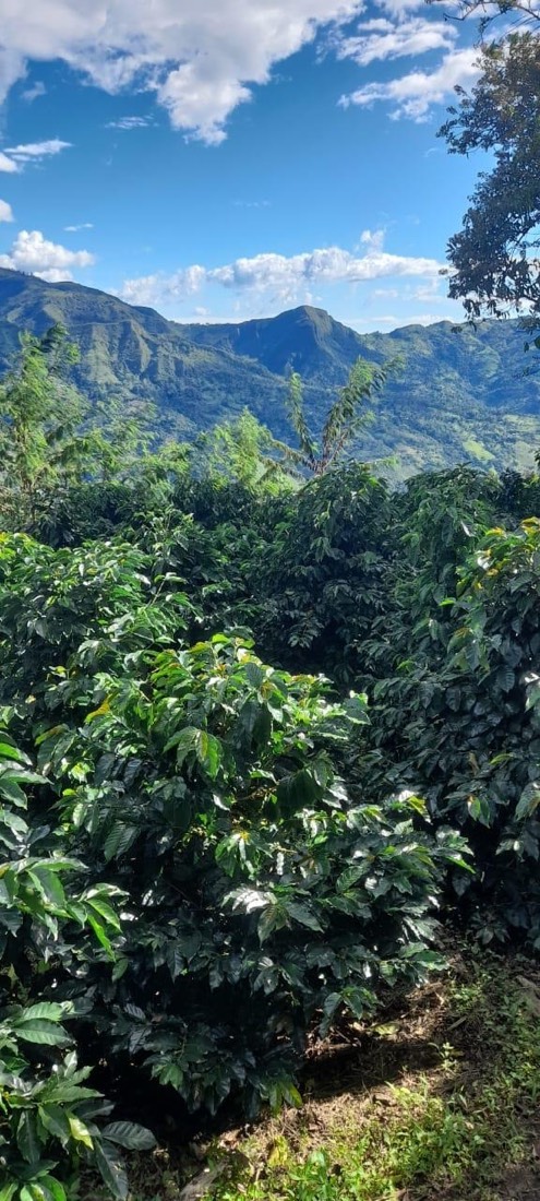 Cafetos frondosos con la cordillera al fondo