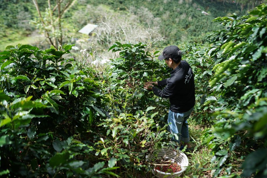 Un caficultor recoge café en una ladera sembrada